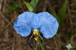 Whitemouth dayflower 